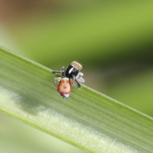 Maratus pavonis at Higgins, ACT - 18 Oct 2020