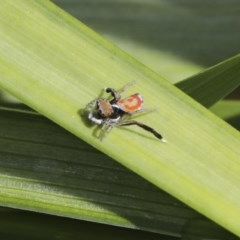 Maratus pavonis at Higgins, ACT - 18 Oct 2020