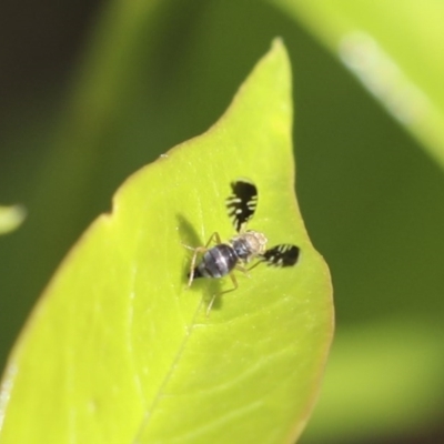 Spathulina acroleuca (A seed fly) at Higgins, ACT - 17 Oct 2020 by AlisonMilton