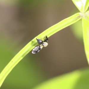 Spathulina acroleuca at Higgins, ACT - 18 Oct 2020