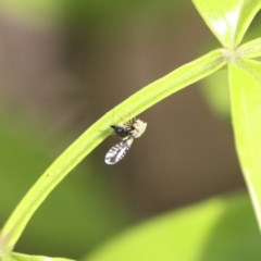 Spathulina acroleuca at Higgins, ACT - 18 Oct 2020