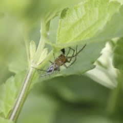 Oxyopes sp. (genus) (Lynx spider) at Higgins, ACT - 17 Oct 2020 by AlisonMilton