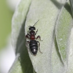 Tiphiidae (family) (Unidentified Smooth flower wasp) at Higgins, ACT - 18 Oct 2020 by AlisonMilton