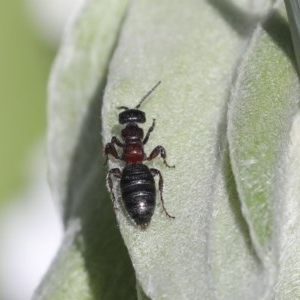 Tiphiidae (family) at Higgins, ACT - 18 Oct 2020