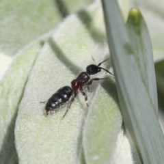 Tiphiidae (family) at Higgins, ACT - 18 Oct 2020