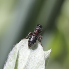 Tiphiidae (family) at Higgins, ACT - 18 Oct 2020