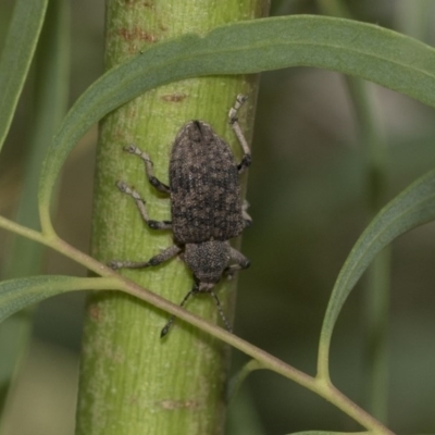 Rhinaria sp. (genus) (Unidentified Rhinaria weevil) at Hawker, ACT - 21 Nov 2020 by AlisonMilton