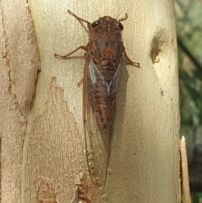 Yoyetta denisoni (Black Firetail Cicada) at Acton, ACT - 3 Dec 2020 by LD12