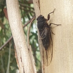 Yoyetta denisoni (Black Firetail Cicada) at Acton, ACT - 3 Dec 2020 by LD12