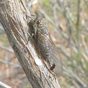 Galanga labeculata at O'Connor, ACT - 3 Dec 2020