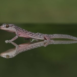 Christinus marmoratus at Evatt, ACT - 3 Dec 2020