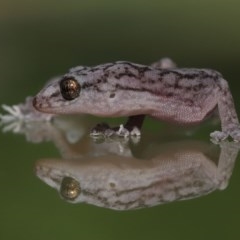 Christinus marmoratus at Evatt, ACT - 3 Dec 2020