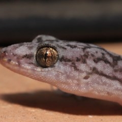 Christinus marmoratus at Evatt, ACT - 3 Dec 2020