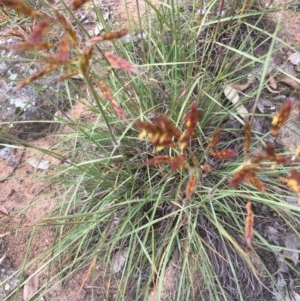 Sorghum leiocladum at Hughes, ACT - 3 Dec 2020 05:14 PM