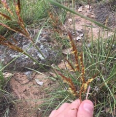 Sorghum leiocladum at Hughes, ACT - 3 Dec 2020 05:14 PM