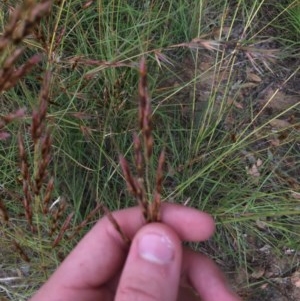 Sorghum leiocladum at Hughes, ACT - 3 Dec 2020 05:14 PM