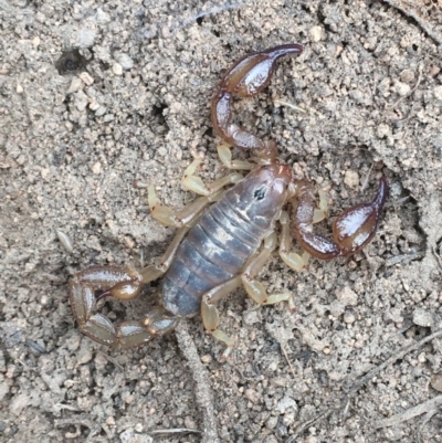 Urodacus manicatus (Black Rock Scorpion) at Hughes, ACT - 3 Dec 2020 by Tapirlord
