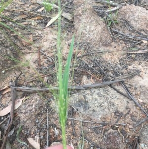 Panicum effusum at Hughes, ACT - 3 Dec 2020