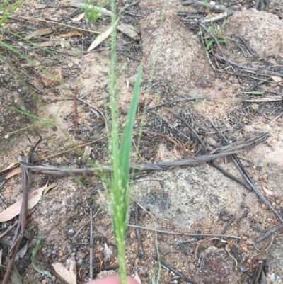 Panicum effusum (Hairy Panic Grass) at Hughes, ACT - 3 Dec 2020 by Tapirlord