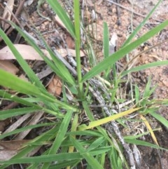 Panicum effusum at Hughes, ACT - 3 Dec 2020