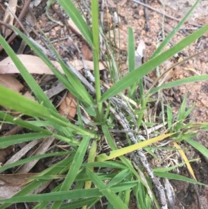 Panicum effusum at Hughes, ACT - 3 Dec 2020