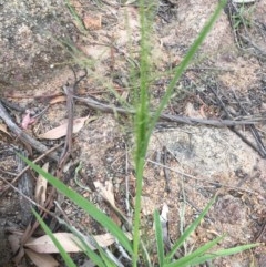 Panicum effusum at Hughes, ACT - 3 Dec 2020