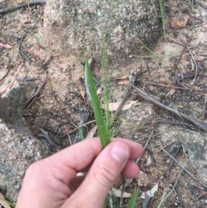 Panicum effusum at Hughes, ACT - 3 Dec 2020