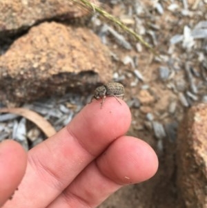 Cubicorhynchus maculatus at Hughes, ACT - 3 Dec 2020