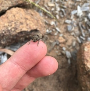 Cubicorhynchus maculatus at Hughes, ACT - 3 Dec 2020