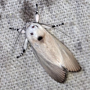 Cryptophasa sp. nr balteata at O'Connor, ACT - 3 Dec 2020