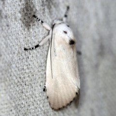 Cryptophasa sp. nr balteata at O'Connor, ACT - 3 Dec 2020