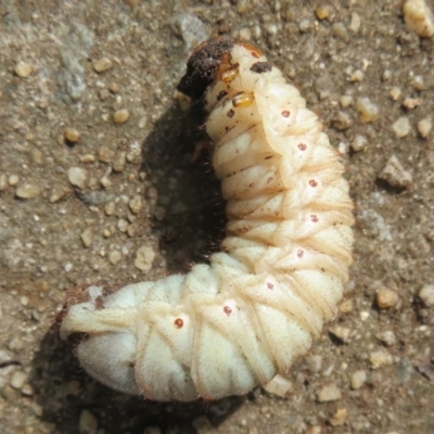 Scarabaeidae (family) (Scarab beetle, curl grub) at Flynn, ACT - 3 Dec 2020 by Christine