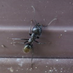 Camponotus aeneopilosus (A Golden-tailed sugar ant) at Flynn, ACT - 3 Dec 2020 by Christine