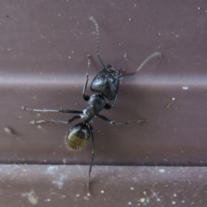 Camponotus aeneopilosus at Flynn, ACT - 3 Dec 2020 04:28 PM