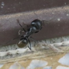 Camponotus aeneopilosus at Flynn, ACT - 3 Dec 2020 04:28 PM