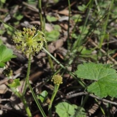 Hydrocotyle laxiflora (Stinking Pennywort) at Conder, ACT - 3 Nov 2020 by michaelb