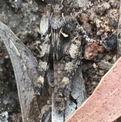 Pycnostictus sp. (genus) (A bandwing grasshopper) at Hughes, ACT - 3 Dec 2020 by Tapirlord