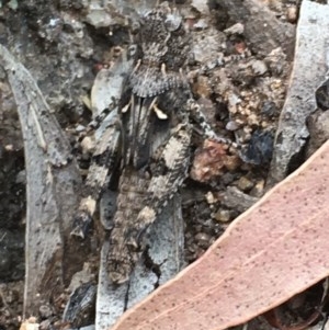 Pycnostictus sp. (genus) at Hughes, ACT - 3 Dec 2020