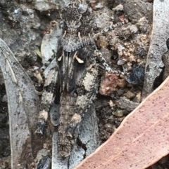 Pycnostictus sp. (genus) at Hughes, ACT - 3 Dec 2020