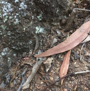 Pycnostictus sp. (genus) at Hughes, ACT - 3 Dec 2020