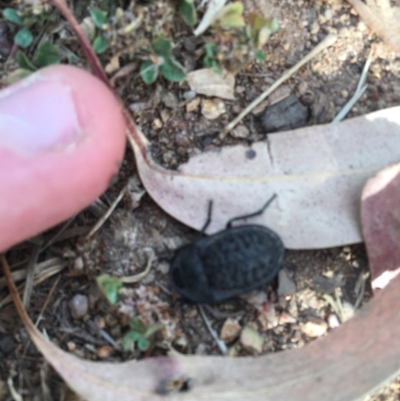 Helea ovata (Pie-dish beetle) at Hughes, ACT - 3 Dec 2020 by Tapirlord