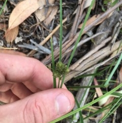 Carex inversa (Knob Sedge) at Garran, ACT - 3 Dec 2020 by Tapirlord