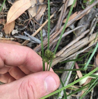 Carex inversa (Knob Sedge) at Garran, ACT - 3 Dec 2020 by Tapirlord