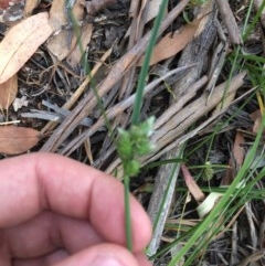 Carex inversa at Garran, ACT - 3 Dec 2020 05:51 PM