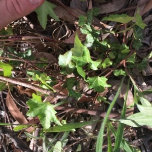 Hedera sp. (helix or hibernica) at Hughes Garran Woodland - 3 Dec 2020