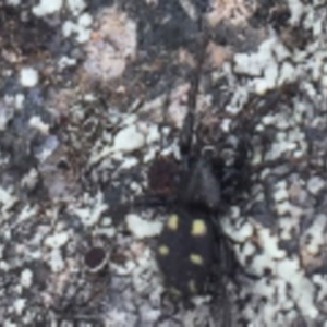 Eilica sp. (genus) at Hughes, ACT - 3 Dec 2020