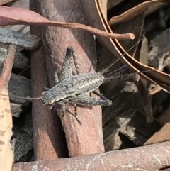 Eurepa marginipennis (Mottled bush cricket) at Bruce, ACT - 2 Dec 2020 by MattFox