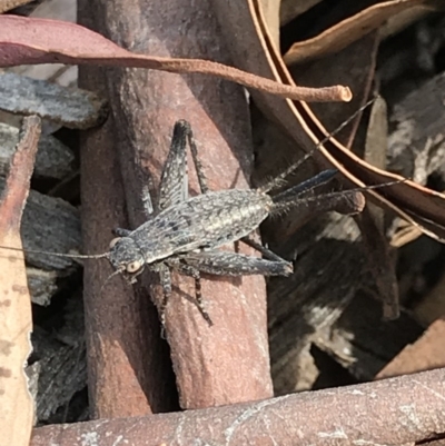Eurepa marginipennis (Mottled bush cricket) at Bruce, ACT - 2 Dec 2020 by MattFox