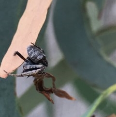 Araneinae (subfamily) (Orb weaver) at Bruce, ACT - 2 Dec 2020 by MattFox