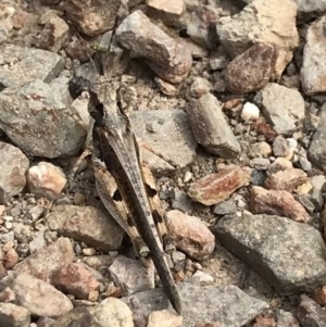 Pycnostictus seriatus at Bruce, ACT - 2 Dec 2020